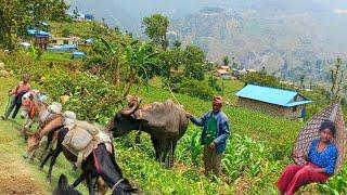 This is Himalayan Nepali village life || most peaceful And Relaxing village life || Nepali village