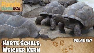 Warmes Wetter für die Riesenschildkröten | Panda, Gorilla und Co.