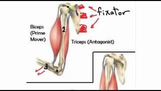 general anatomy 4 -action of skeletal muscles- by dr Sameh Ghazy