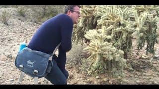 When the cholla cactus attacks