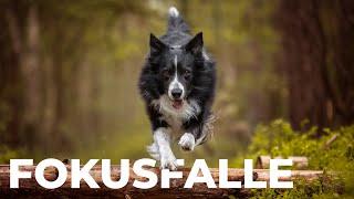 Hunde im Sprung (Bewegung) mit Fokusfalle fotografieren