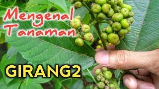 Get To Know Girang Girang Plants And Their Benefits