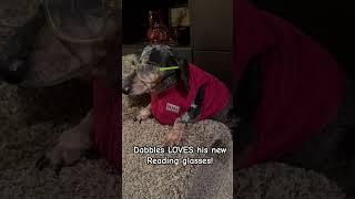 Dachshund loves his glasses! #dog #puppy #meme #cute #talkingpets #funny #fyp #music #boy #outfit