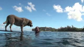 Bill Hamilton and Sava Surfing Dog Movie