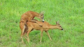 Rehe in der Paarungszeit - roe deer in the mating season