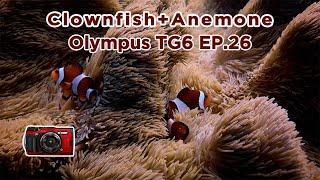 Olympus TG-6 +STC Aqua Rose EP.26 Anemone & Clownfish/ 海葵+小丑魚