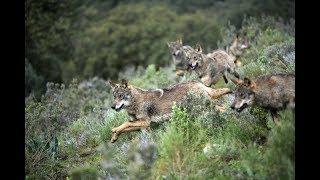 Pack of 15 LOBOS by the mount