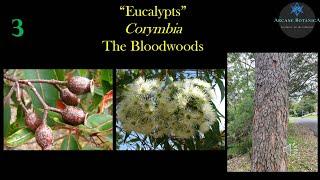 Eucalypt Theory - Corymbia (The Bloodwoods)