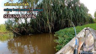 Mancing ikan gurame babon sebesar bantal sungai hutan pedalaman