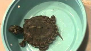 How to Cure Turtle Fungus