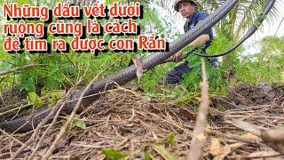 Kỹ năng bắt được Rắn từ những vết trườn ở mé ruộng lúa | TGSB #942