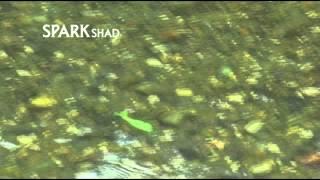 MEGABASS MOVIE #078　SPARK SHAD