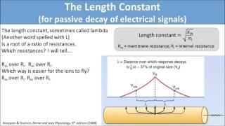 The Length Constant