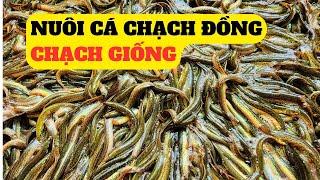 Nuôi Cá Chạch Đồng,Cá Chạch Giống - ĐT 0932372570  – Trại Giống Đông Sơn