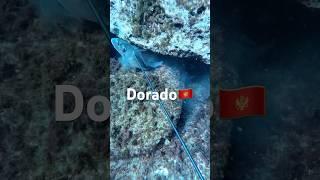 Spearfishing for dorado  Montenegro