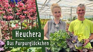 Purpurglöckchen: So gedeihen sie in Beet und Kübel | MDR Garten