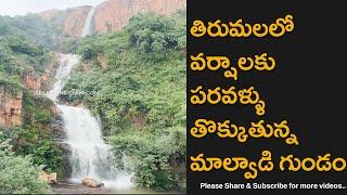 Tirumala Malvadi Gundam Waterfalls With Heavy Flow Due To Rains