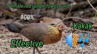 FEMALE RED JUNGLE FOWL SOUND/BEST KAKAK FOR HUNTING/SEGRON TV