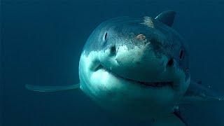 Почему ни одна акула и не подумает заплывать в Чёрное море