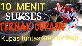 Step By Step Ternak cupang Sampai Sukses