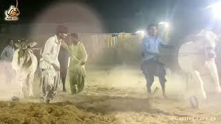 Pakistan Match س At Kohinoor Cattle farm | Teaser