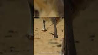 Africa Wild Animals - Wild Animals - Animal World #92