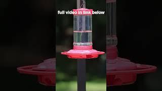 Amazing Hummingbirds - Part 15