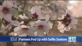 Farmers Fed Up With Selfie Seekers