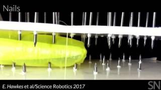 This plant-inspired, soft robot has skills | Science News