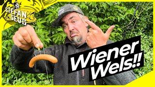 WELS mit WURST !? | DER GEHEIMTIPP zum Welsangeln ??