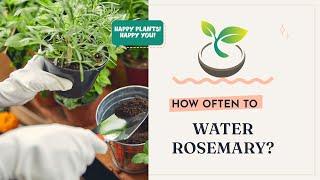  The Ultimate Guide: How Often to Water Rosemary Plants