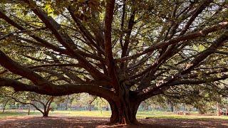 The most fascinating park in India ! Cubbon Park Bangalore