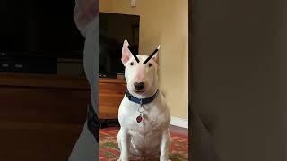 Joy stands up to mother Karen #dogs #comedy #shorts #meme