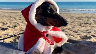 A VERY SPECIAL CHRISTMAS FOR MINI DACHSHUND