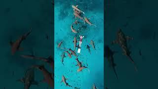 Swimmer Floats on Water as Nurse Sharks Lurk Below Surface