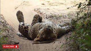 Lazy Leopard at Wilpattu | Leopards | Wildlife videos | Leopard videos | Ceylon Wild Tales