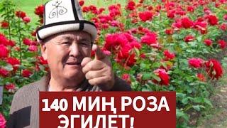 Ош МЭР: Кагазга эмес ЖЕРГЕ ЭГЕБИЗ// Мэр 140 МИҢ РОЗАГА УБАДА БЕРДИ