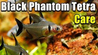 An Awesome Tetra! Black Phantom Tetra Care