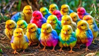 Cute Animals, World Cute Chickens, Colorful Chickens, Rainbows Chickens, Cute Ducks, Cat, Rabbit