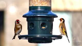 Goldfinches at Bunhill Fields Burial Ground, London, 29th Dec 2019 - Panasonic FZ80/82