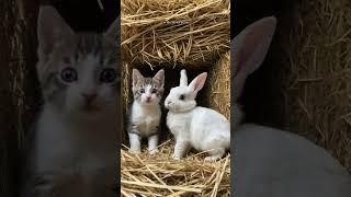  Kitten and bunny in a straw hideout – who found us? 