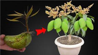 SUPER SPECIAL TECHNIQUE - the most unique Mango tree propagation, the tree flowers quickly