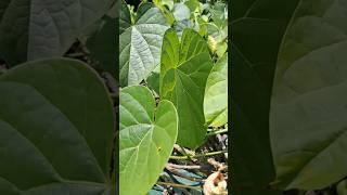 Giloy Plant || #medicinalplants #viralshort #viralvideo #short #plants #garden