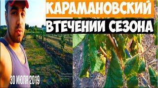 Развитие саженцев Карамановского. Второй сезон вегетации (Президент)