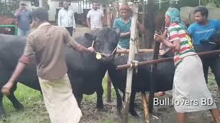 Amazing black cow meeting vedio 2021 Big black cow vs small black cow breeding
