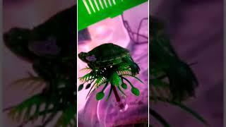 Turtle Climb Tree  | Tiny Turtle Play Time | #shorts