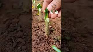 4 step of citrus grafting.... best tutorials