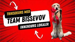 Triks med Team Bissevov dogtraining