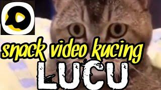 Snack videos of funny cats funny funny cats