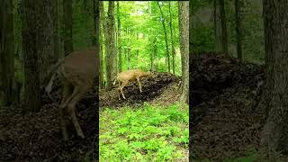 Deranged young buck digging  in rotting leaves! #animals